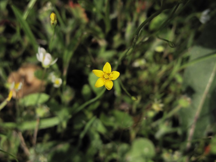 Cicendia filiformis